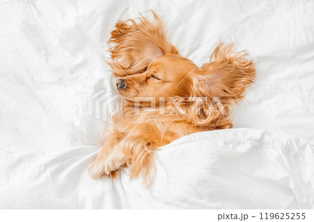 Cute Cocker Spaniel lying in a white bed at home. copy space, top view Cute Cocker Spaniel lying in a white bed at home. copy space, top view 119625255