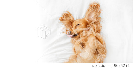 funny Spaniel with tongue out lying in a white bed at home. copy space, top view funny Spaniel with tongue out lying in a white bed at home. copy space, top view 119625256
