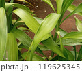 Fresh dracaena plants outdoors in the dry season 119625345