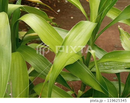 Fresh dracaena plants outdoors in the dry season 119625345
