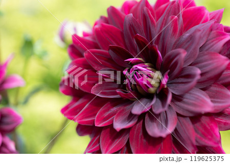 ダリア 119625375