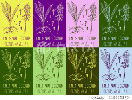 Set of vector drawing of EARLY-PURPLE ORCHID in various colors. Hand drawn illustration. Latin name ORCHIS MACULATA L. 119625379