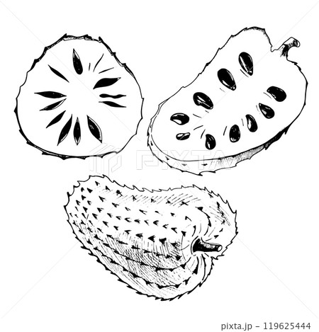 The fruits of soursop are whole, cut into two parts lengthwise and across. The illustration with a sour cream apple is hand-drawn in the technique of graphics, in black and white shades. For packaging The fruits of soursop are whole, cut into two parts lengthwise and across. The illustration with a sour cream apple is hand-drawn in the technique of graphics, in black and white shades. For packaging 119625444