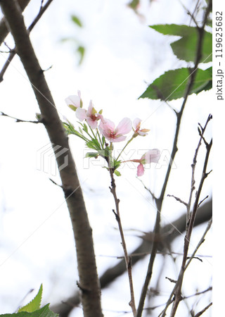 返り咲き 返り咲き 119625682