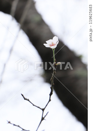 返り咲き 119625683