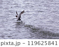 水面を駆けるカモ 119625841