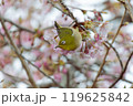 サクラ好きなメジロ 119625842