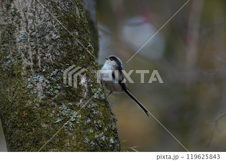 木に止まるエナガ 119625843