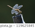 一休みするトンボ 119625845