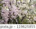 桜のある風景 119625855