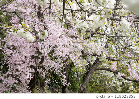 桜のある風景 119625855