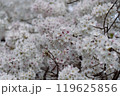 満開になった桜の花 119625856