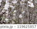 満開の枝垂桜 119625857
