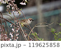 桜の枝にとまるスズメ 119625858