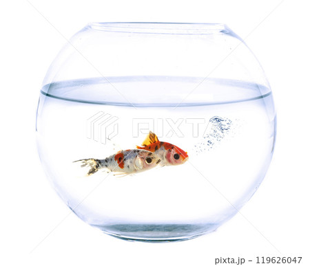 goldfish fish in bowl in studio goldfish fish in bowl in studio 119626047