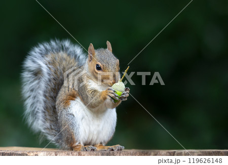 Portrait of a grey squirrel eating acorn on a tree stump in autumn Portrait of a grey squirrel eating acorn on a tree stump in autumn 119626148