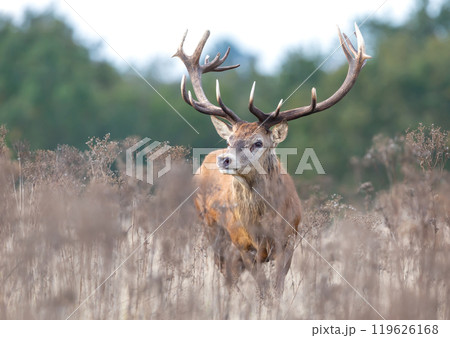 Red deer stag standing in grass during the rut in autumn Red deer stag standing in grass during the rut in autumn 119626168