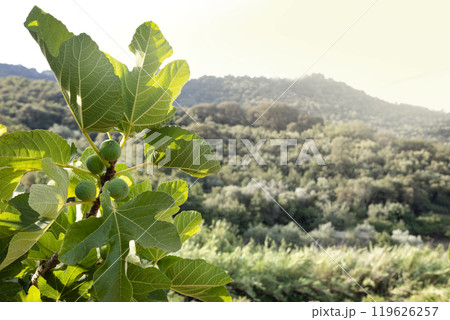Fig tree branch with unripe figs in a sunny landscape Fig tree branch with unripe figs in a sunny landscape 119626257