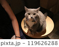 テーブルに乗って見上げる猫 119626288