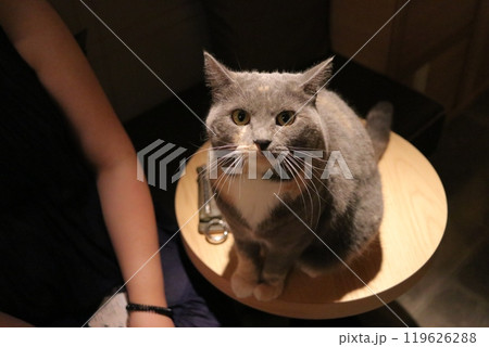 テーブルに乗って見上げる猫 119626288