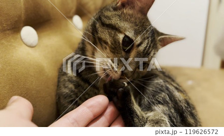 Beautiful tabby cat licking her paw by tongue indoor. Pretty kitty doing herself manicure at home. Cute kitten grooming herself at house. Concept of adorable domestic animal 119626572