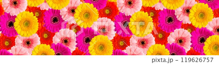Vibrant Gerberas in Full Bloom, a Floral Fantasy of Pink, Red, and Yellow Blossoms. Vibrant Gerberas in Full Bloom, a Floral Fantasy of Pink, Red, and Yellow Blossoms. 119626757