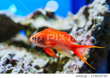 Close-up of a vibrant orange fish swimming in a saltwater aquarium tank. Close-up of a vibrant orange fish swimming in a saltwater aquarium tank. 119626780