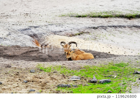 Two Barbary sheep resting comfortably on sandy ground in their natural habitat of North Africa Two Barbary sheep resting comfortably on sandy ground in their natural habitat of North Africa 119626800