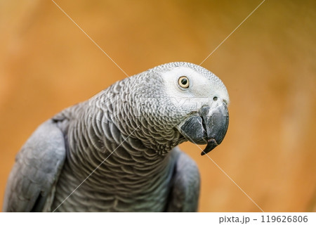 Close-up portrait of an African Grey Parrot isolated on a solid color background Close-up portrait of an African Grey Parrot isolated on a solid color background 119626806