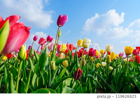 Field of vibrant tulips in full bloom under a blue sky with white clouds, Netherlands Field of vibrant tulips in full bloom under a blue sky with white clouds, Netherlands 119626825