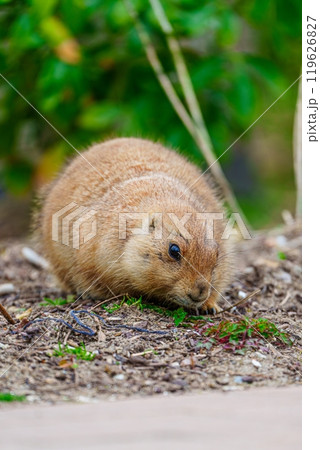 Small cute prairie dog standing on the ground and looking sideways Small cute prairie dog standing on the ground and looking sideways 119626827