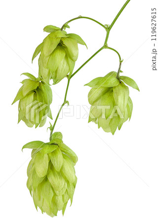 Hop cones branch isolated on white background. Beer brewing ingredients 119627615