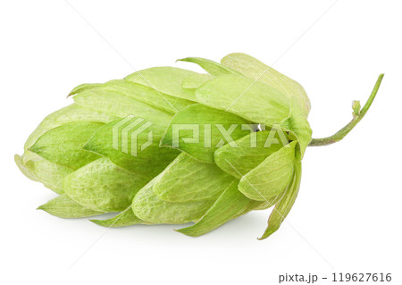 Hop cone isolated on white background. Beer brewing ingredients 119627616