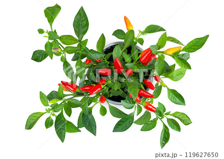 red hot chili peppers in pot isolated on white background. Top view. Flat red hot chili peppers in pot isolated on white background. Top view. Flat 119627650