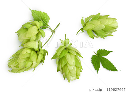 Hop cones isolated on white background. Beer brewing ingredients. Top view. Flat lay Hop cones isolated on white background. Beer brewing ingredients. Top view. Flat lay 119627665