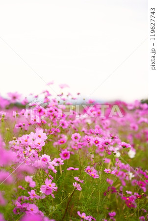 コスモス畑に咲く白い花 119627743