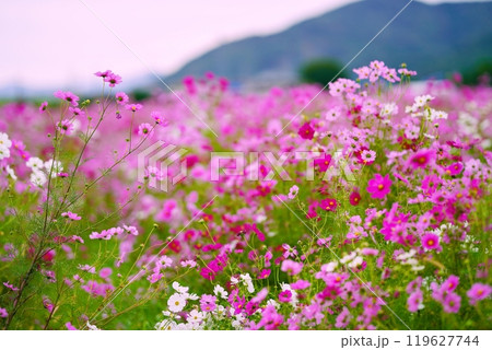 山を背景にしたコスモス 119627744
