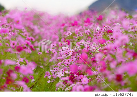 一面に咲く秋桜 119627745