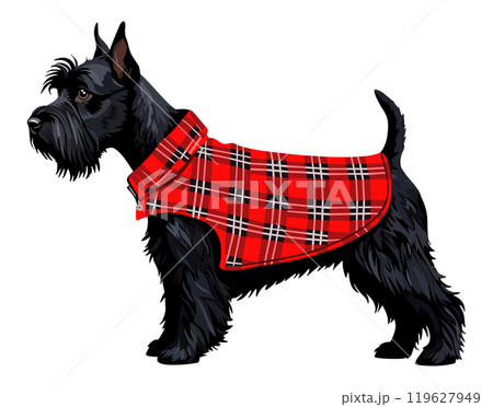 Scotch terrier in red plaid coat. Cute pet. Vector isolated illustration.  119627949