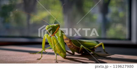 Large green praying mantis. A large green grasshopper is a female praying mantis. Large green praying mantis. A large green grasshopper is a female praying mantis. 119627980