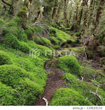 Foot path and bright green moss in a forest in New Zealand. 119628132