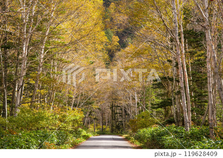 安房峠・秋の絶景(国道158号 旧道) 安房峠・秋の絶景(国道158号 旧道) 119628409