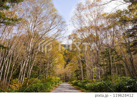 安房峠・秋の絶景（国道158号 旧道） 119628412
