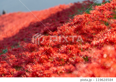 【秋】群生する彼岸花【徳島県勝浦郡勝浦町星谷】 【秋】群生する彼岸花【徳島県勝浦郡勝浦町星谷】 119628584