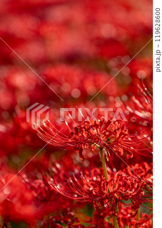 【秋】群生する彼岸花【徳島県勝浦郡勝浦町星谷】 【秋】群生する彼岸花【徳島県勝浦郡勝浦町星谷】 119628600