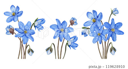 Set of blue first forest spring flowers anemone hepatica, liverwort compositions. Hand drawn botanical watercolor illustration isolated on white background. For clip art cards invitation label package Set of blue first forest spring flowers anemone hepatica, liverwort compositions. Hand drawn botanical watercolor illustration isolated on white background. For clip art cards invitation label package 119628910