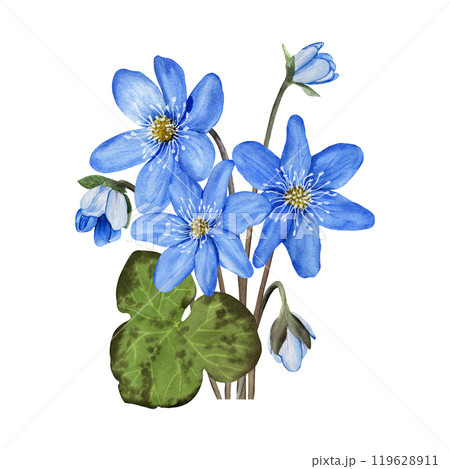 Composition with blue forest spring flowers anemone hepatica, liverwort. Hand drawn botanical watercolor illustration isolated on white background. For clip art cards invitation label package. Composition with blue forest spring flowers anemone hepatica, liverwort. Hand drawn botanical watercolor illustration isolated on white background. For clip art cards invitation label package. 119628911