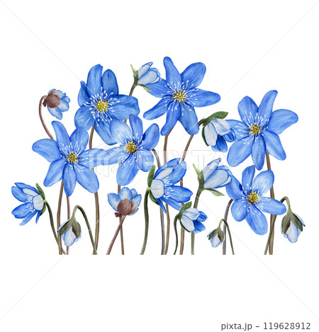 Big composition of blue first spring forest flowers anemone hepatica, liverwort. Hand drawn botanical watercolor illustration isolated on white background. For clip art cards invitation label package Big composition of blue first spring forest flowers anemone hepatica, liverwort. Hand drawn botanical watercolor illustration isolated on white background. For clip art cards invitation label package 119628912