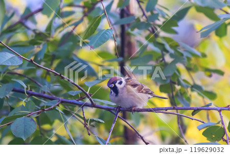 A beautiful sparrow sitting on a green branch on a sunny day A beautiful sparrow sitting on a green branch on a sunny day 119629032