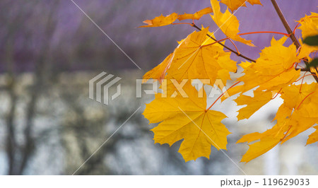 Maple leaves in autumn sunny day Maple leaves in autumn sunny day 119629033